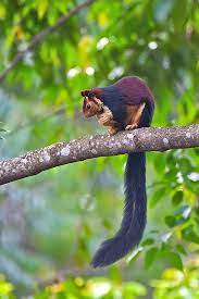 Indian Giant Squirrel Giant Squirrel Wild Animals Photography Animals Beautiful