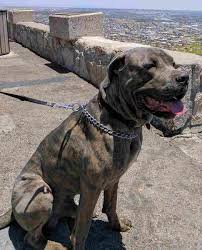 She has a largely unknown history as ccr pulled her from a shelter that picked her up as a stray in dallas, texas. Cane Corso Dog For Adoption In Fort Hood Texas