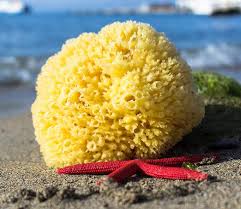 This is a single natural tropical sea sponge. Sea Nature Natural Sea Sponge Brand 5 6 Soft Type For Body Bath And Face Cleaning Ideal For Baby Bathing Cleaning Tools Industrial Scientific Gellyplast Com