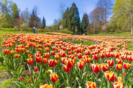 Presently, botanischer garten rombergpark houses an ancient english landscape lawn replete with monuments and a garden featuring countless kinds of woody plants. Mehr Als 20 000 Tulpen Bluhen Im Botanischen Garten Rombergpark Wir In Dortmund