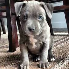 necesito uno para vivir un hermoso bebe blue nose pitbull puppies pit puppies pitbull puppies