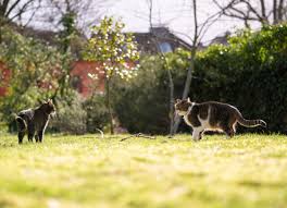 Keep cats away from porch. How To Keep Cats Out Of Your Yard Bob Vila