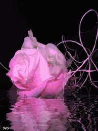 خلفيات ورد متحركة للموبايل صور ورود جميلة متحركة للجوال rose flowers plants