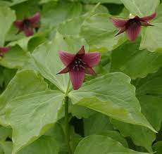 Where do they go on this 3 12. Trillium Wikipedia