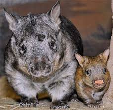 Image result for Northern hairy-nosed wombat