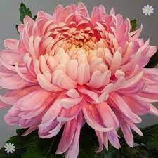 8ed41dfc70c3e17717529995111be4f8 Jpg 500 500 Chrysanthemum Flower Flower Seeds Pretty Flowers