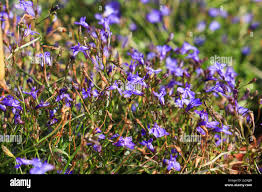 Image result for Lobelia pteropoda