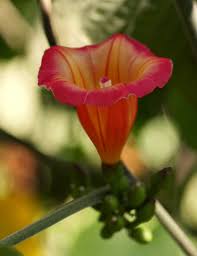 Image result for Stictocardia beraviensis