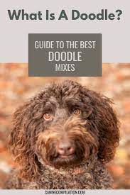 Check spelling or type a new query. Poodle Doodle Recipe Handstanding Dog Gingerdoodle Instagram Keeping Weight On Some Dogs Especially Some Of Our Picky Eaters Can Be A Bit Of A Challenge At Times