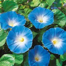Heavenly Blue Morning Glory Seeds Usa Garden Flower Vine Etsy In 2021 Morning Glory Flowers Flower Seeds Blue Morning Glory