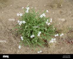 Image result for Jamesbrittenia carvalhoi