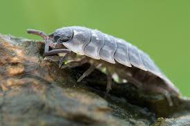 Witam, jakiś czas temu przygotowałem egzotyczne terrarium dla płaczących. Scheherazade Nogi Stonogi Czyli Rzecz O Oniscus Egmontus Znadplanszy Pl