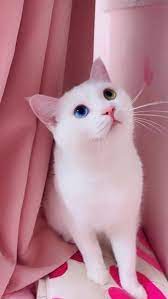 pin by karen l bunch on pets cute baby cats cute cats gorgeous cats