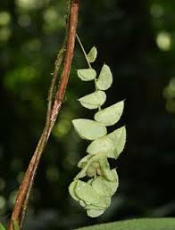 Image result for Cissampelos torulosa