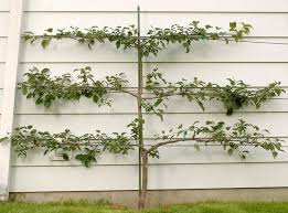 Espalier trees are the result of intense training, in which the plants are urged to grow flat against a wall, fence or trellis. Learning To Espalier Fruit Trees The Mercury News