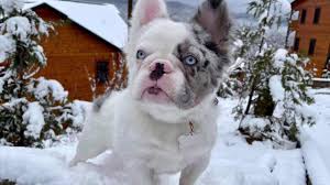 Kiki the wonder french bulldog puppy is an absolute joy and love in my life. Merle Fluffy French Bulldog He Goes By Money Bagg Frenchie Ohio Florida Lubundy Merle Dog Youtube