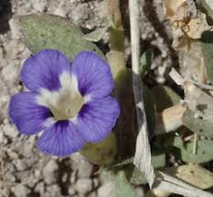 Image result for Aptosimum procumbens