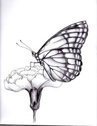 47 contoh kolase kupu kupu dari kertas gratis terbaru. Sketsa Gambar Kupu Kupu Kloase Hinggap Di Bunga