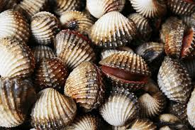 Image result for Amnesic Shellfish Poisoning