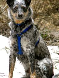 Check spelling or type a new query. Hiking With Our Blue Heeler Border Collie Mix Farm Dogs Dog Friends Hiking Dogs