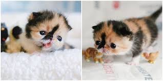 Kucing oren berhasil viral di facebook karena alasan penjualannya yang dianggap kocak oleh netizen. Vemale Com Anak Kucing Dengan Warna Belang Tiga Ini Lucu Banget Lho Ladies Sampai Banyak Orang Yang Membuat Binatang Lucu Kucing Belang Kucing Belang Tiga