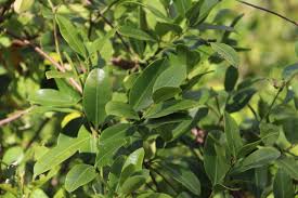 Image result for Secamone