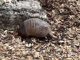 Armadillo Dig State Parks Armadillo Dig