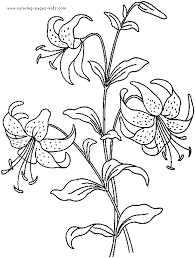 Lilies are one of the most impressive garden flowers. Pin On Malvorlagen