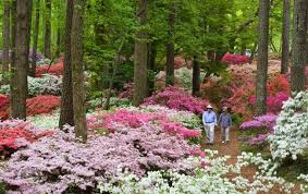 Overlook Azalea Garden Places To Explore Callaway Resort Gardens Callaway Gardens Azaleas Garden Azaleas