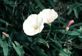 Image result for Convolvulus arvensis