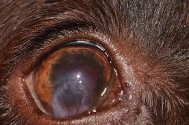 Published by jean marie causes: Deep Corneal Ulceration And Corneal Grafting Procedures