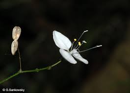 Image result for Aneilema