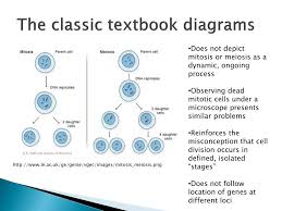 Cell division gizmo answer key. Ppt Cell Growth And Division Powerpoint Presentation Free Download Id 1921758
