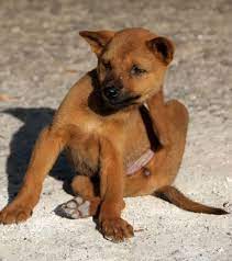 Lime Sulfur Dips For Dogs Dog Discoveries