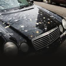I bought a plastic owl and put it on the top of my car to keep them away, and after three days they were no longer scared of it. Bird Poop Can Ruin Your Car Paint Collision Pros