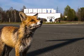 Klockan 12:20 hölls briefingen i stadens polisavdelning. Tjernobyl Er Blevet Et Tilflugtssted For Vilde Dyr 33 Ar Efter Ulykken