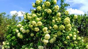 Bee balm, wild bergamot scientific name: Bumble Bee Friendly Trees And Shrubs Tree Care Tips