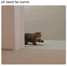 Chonk Oh Lawd He Comin Funny Animal Memes Funny Animal
