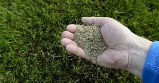 Discover the best grass seed to buy in 2021 and pick up a great bargain this year! How To Choose And Plant The Right Grass Seed For Your Lawn
