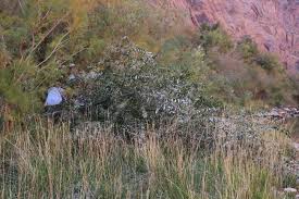 Image result for Antizoma angustifolia