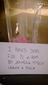 It is created by dave filoni, … Now You Float In The Corner And Think About What You Ve Done Pet Fish Betta Fish Care Fishing Humor