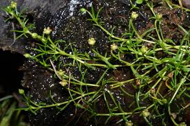 Image result for Sagina abyssinica