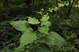 Image result for Onagraceae