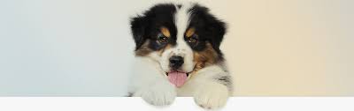 Welcome to family pet center, we are glad that you could make it! Are Pets Subject To Sales Tax Avalara