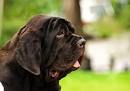 Top 10 Biggest Dog Breeds in the World - Inside Dogs World