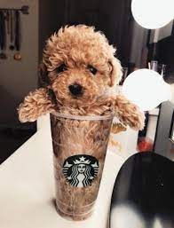 Realpuppypictures Cute Baby Dogs Cute Little Puppies Baby Animals Pictures