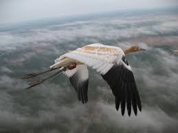 Young Whoopers Stay The Course When They Follow A Wise Old Bird Smithsonian Insider