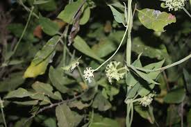 Image result for Ancylobothrys amoena