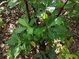 Image result for Leptactina