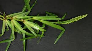 Check spelling or type a new query. St Augustinegrass Nc State Extension Publications